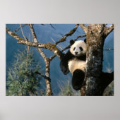 Panda dans un arbre poster 3 (Devant)
