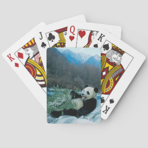 Panda die bamboe eet bij de oever, Wolong, 2 Pokerkaarten
