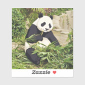 Panda die bamboe eet sticker (Vel)