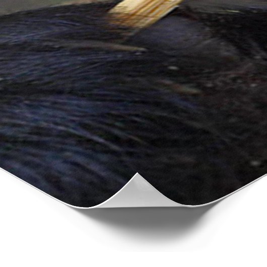 Panda eating bamboo tree poster (Coin)