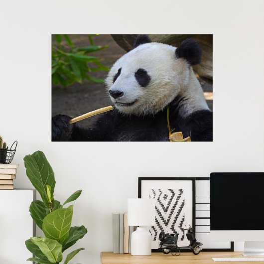 Panda eating bamboo tree poster (Bureau à domicile)