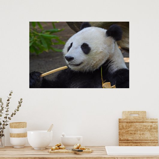 Panda eating bamboo tree poster (Cuisine)