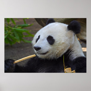 Panda eating bamboo tree poster
