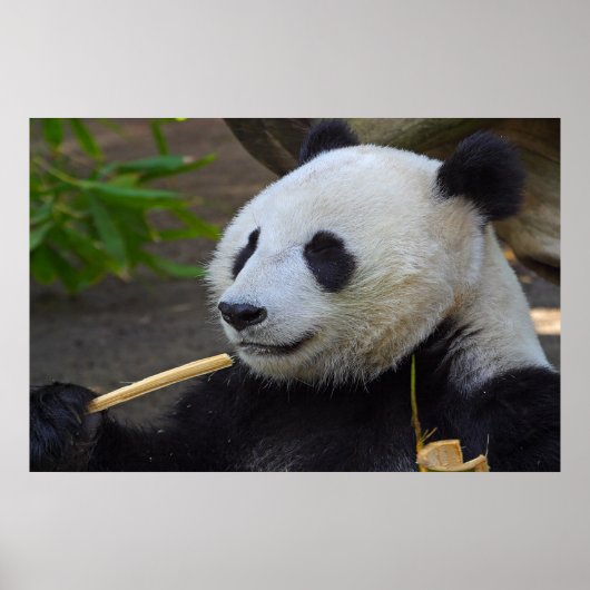 Panda eating bamboo tree poster (Devant)