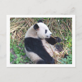 Panda Eating Briefkaart