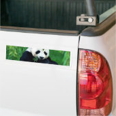 Panda Eating Leaves Bumpersticker (Op Truck)