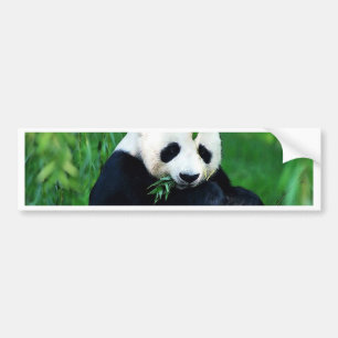 Panda Eating Leaves Bumpersticker