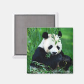 Panda Eating Leaves Magneet (Voorkant / Achterkant)