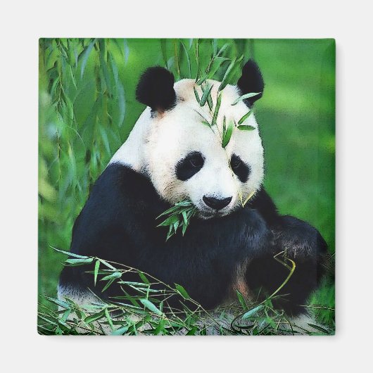 Panda Eating Leaves Magneet (Voorkant)