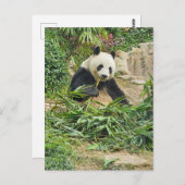 Panda eet bamboe uitzicht briefkaart (Voorkant / Achterkant)