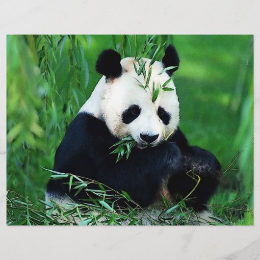 Panda Flyer (Voorkant)