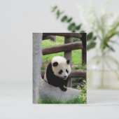 Panda-foto Briefkaart (Staand voorkant)