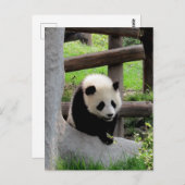 Panda-foto Briefkaart (Voorkant / Achterkant)