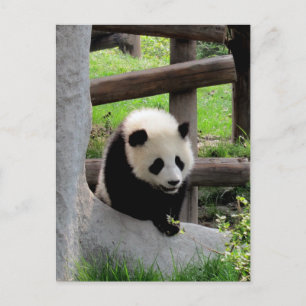 Panda-foto Briefkaart