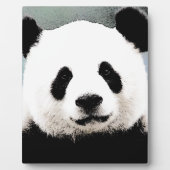 Panda Fotoplaat (Voorkant)