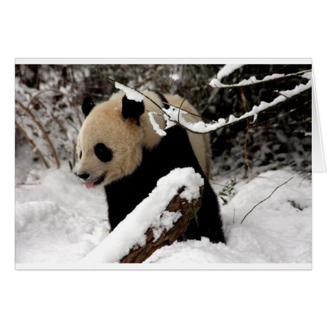 Panda géant (Devant horizontal)