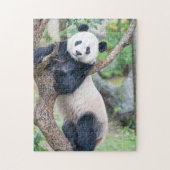 Panda Géant Accroché Dans Un Puzzle D'Arbre (Vertical)
