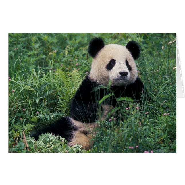 Panda géant dans l'herbe, vallée de Wolong, Sichua (Devant horizontal)