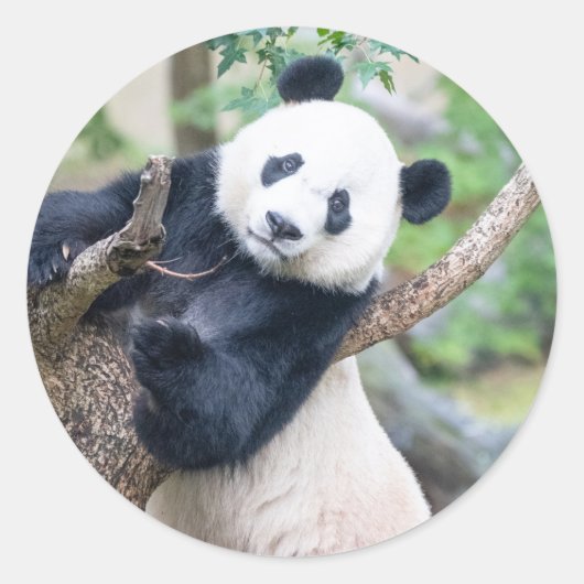 Panda géant dans un Stickers Arbre (Devant)