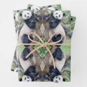 Panda géant dans une feuille de papier d'enveloppe (En situation)