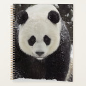 Panda géant en neige (Devant)
