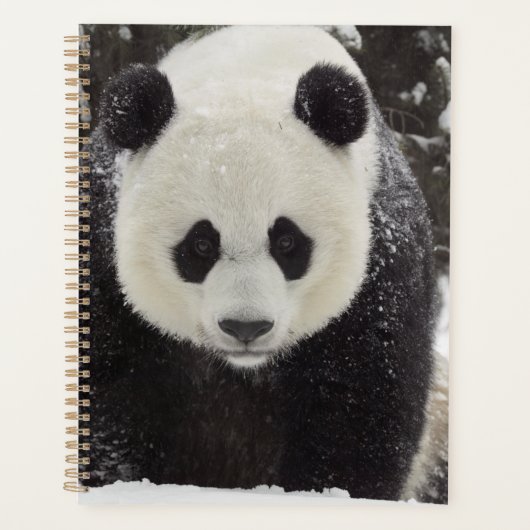 Panda géant en neige (Devant)