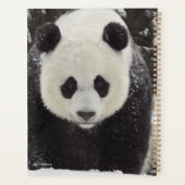Panda géant en neige (Dos)