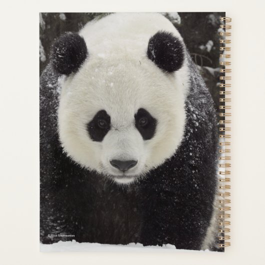 Panda géant en neige (Dos)