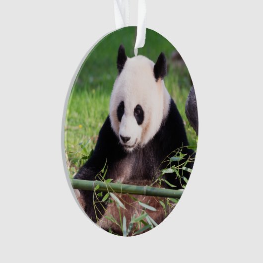 Panda géant Mei Xiang (devant)