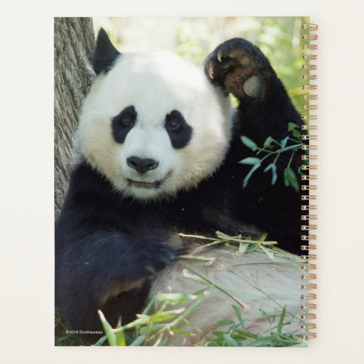 Panda géant se reposant contre l'arbre (Dos)