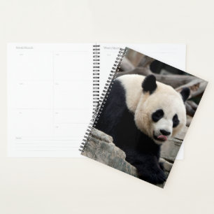 Panda géant sur les rochers