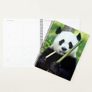 Panda géant tenant du bambou