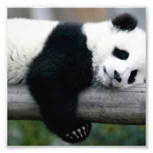 Panda Hugging Post Foto Afdruk