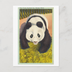 Panda in Brookfield Zoo, Chicago, Vintage Briefkaart