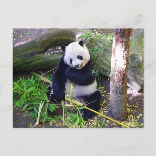 Panda in de dierentuin van San Diego Briefkaart (Voorkant)