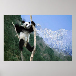 Panda in een poster