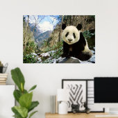 Panda in het bergachtige poster (Thuiskantoor)