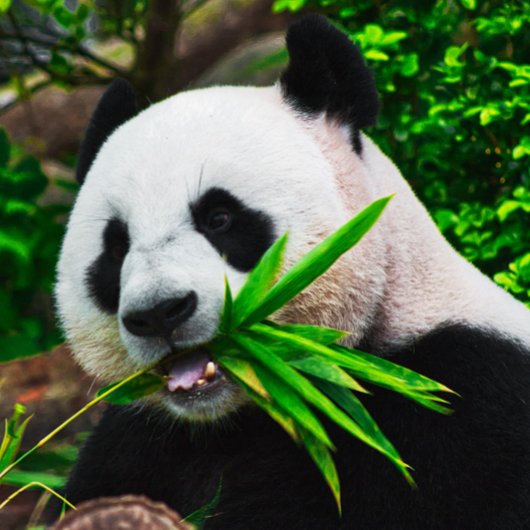 Panda kauwt op bamboe legpuzzel