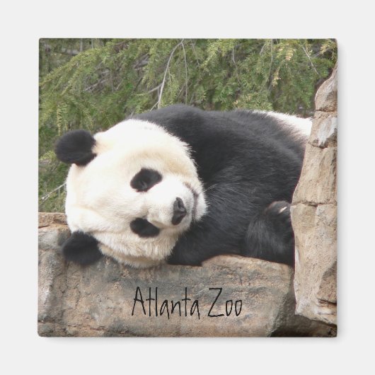 Panda Magnet Magneet (Voorkant)