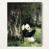 Panda mange du bambou (Dos)