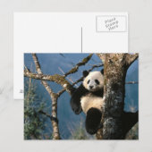 Panda omhoog een boom briefkaart (Voorkant / Achterkant)