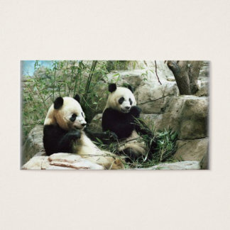 Panda ours manger et jouer
