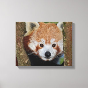 Panda Portret Ingepakt Canvas Afdruk