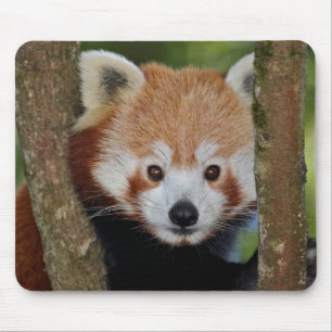 Panda Portret Muismat