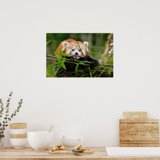 Panda Poster (Keuken)