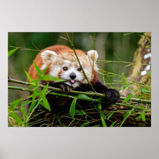 Panda Poster (Voorkant)