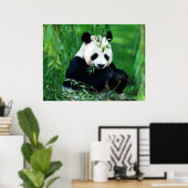 Panda Posters Prints - Panda Eating Leaves Poster (Thuiskantoor)