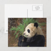 Panda-profiel Briefkaart (Voorkant / Achterkant)