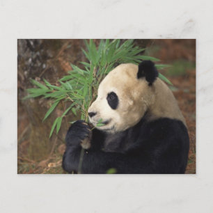 Panda-profiel Briefkaart