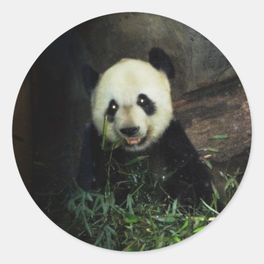 Panda Ronde Sticker (Voorkant)